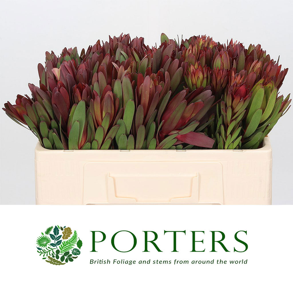 Leucadendron &#39;Safari Sunset&#39; (Various Lengths)