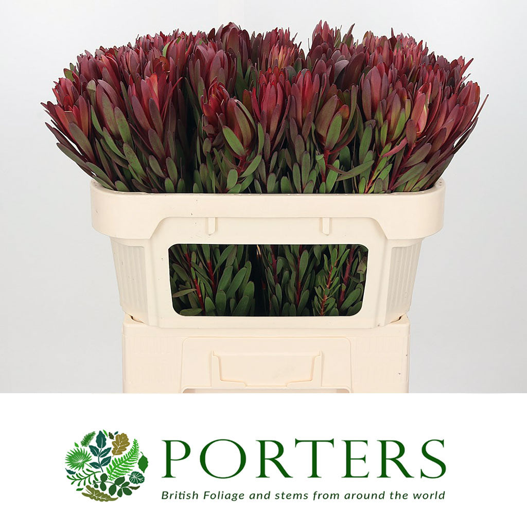 Leucadendron &#39;Safari Sunset&#39; (Various Lengths)