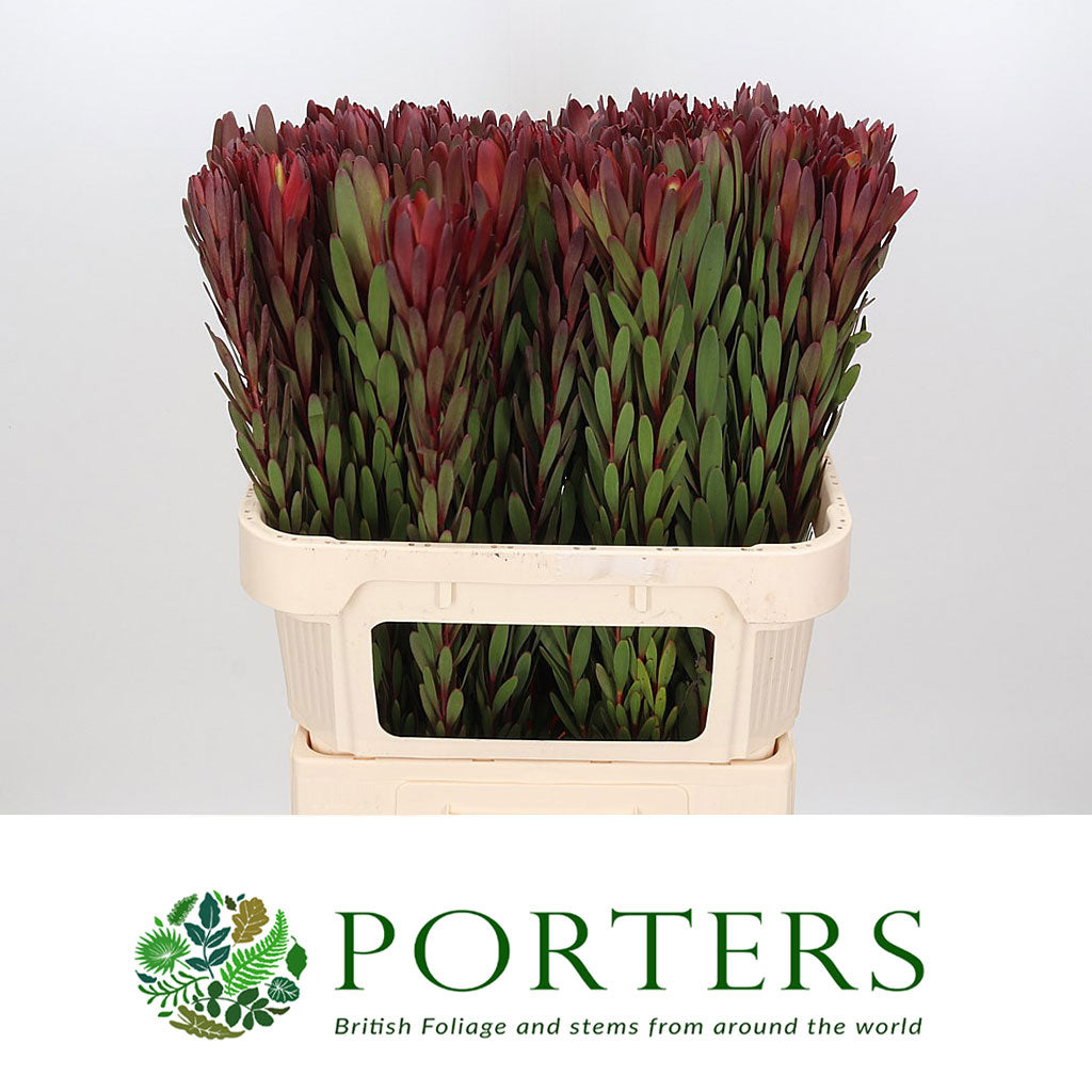 Leucadendron &#39;Safari Sunset&#39; (Various Lengths)