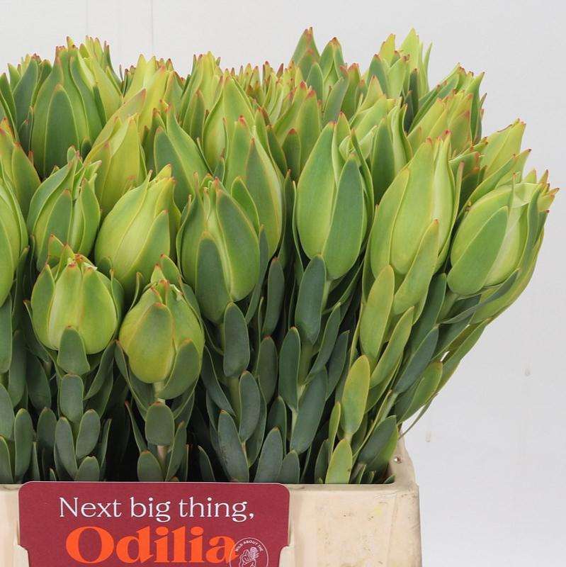 Leucadendron 'Procerum' (Various Lengths)