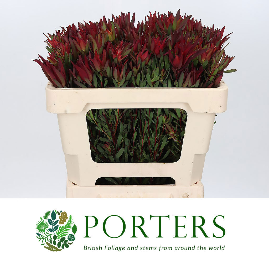 Leucadendron &#39;Blush Spray&#39; (Various Lengths)