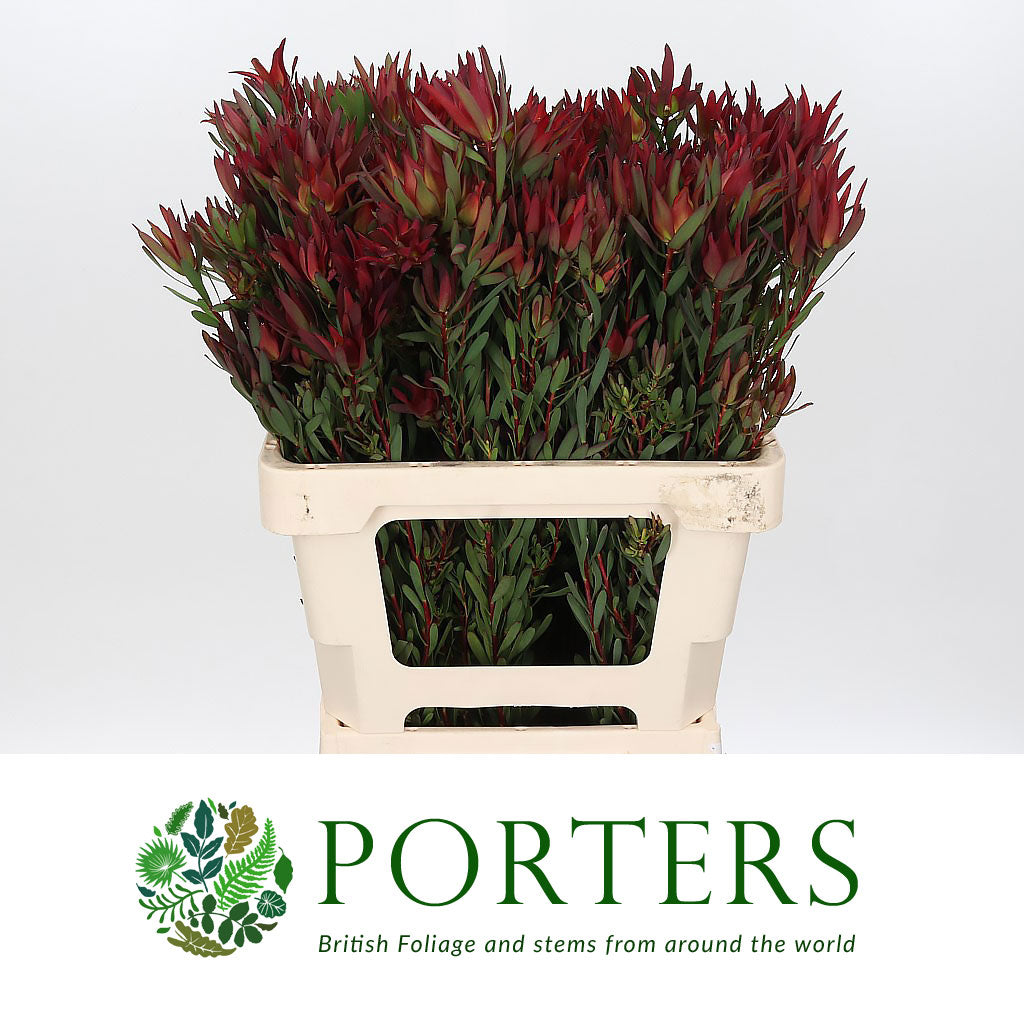 Leucadendron &#39;Blush Spray&#39; (Various Lengths)