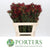 Leucadendron 'Blush Spray' (Various Lengths)