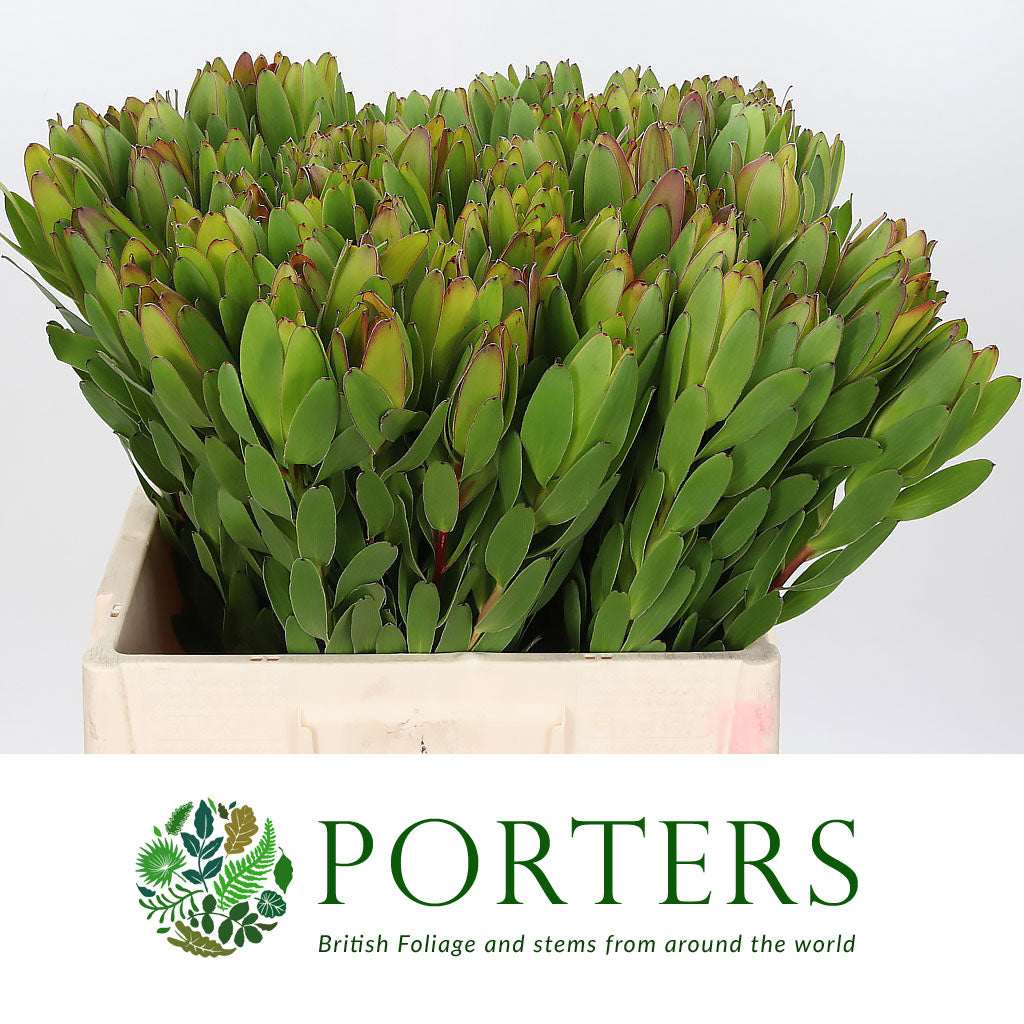 Leucadendron 'Gold Strike' (Various Lengths)
