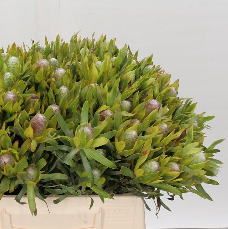 Leucadendron &#39;Pisa Spray&#39; (Various Lengths)