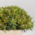 Leucadendron 'Pisa Spray' (Various Lengths)