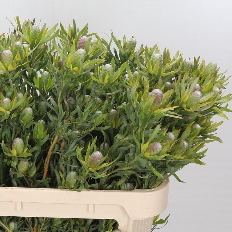 Leucadendron &#39;Pisa Spray&#39; (Various Lengths)