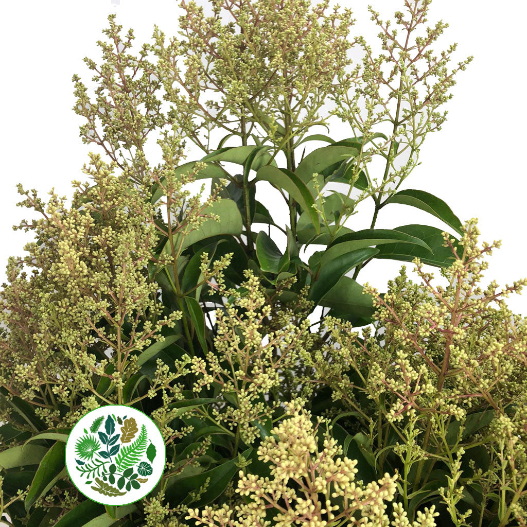 Privet 'Flowering' (Green) (Wild) (Various Sizes)