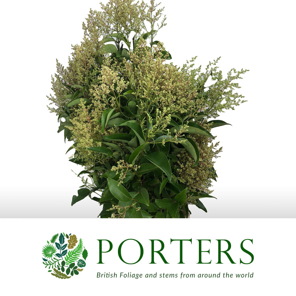Privet &#39;Flowering&#39; (Green) (Wild) (Various Sizes)