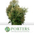 Privet 'Flowering' (Green) (Wild) (Various Sizes)