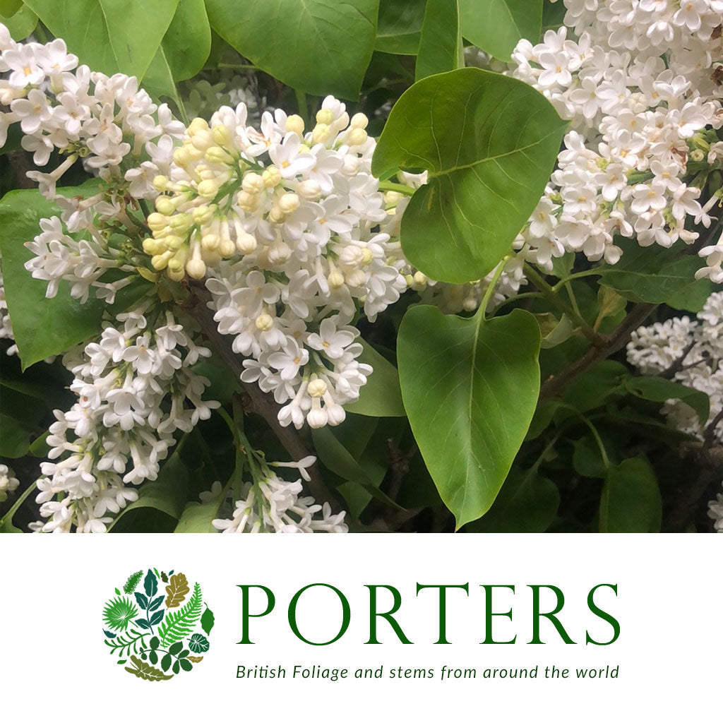 Lilac &#39;White Flower&#39; (Wild) (Various Sizes)