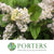 Lilac 'White Flower' (Wild) (Various Sizes)