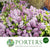 Lilac 'Lilac Flower' (Wild) (Various Sizes)