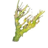 Lilac 'Tree Branch' DRY (Various Lengths)