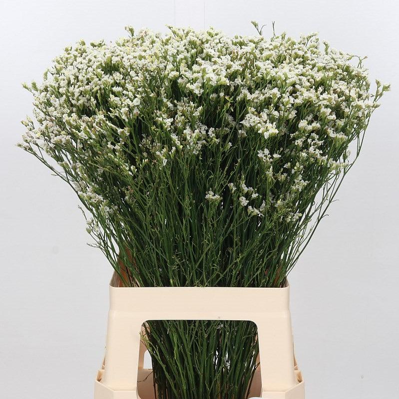 Limonium 'Pinna Colada' 70cm (x25)