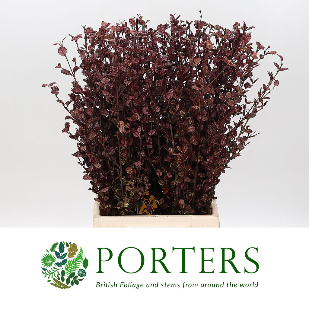 Lophomyrtus &#39;Black Pearl&#39; (Various Lengths)