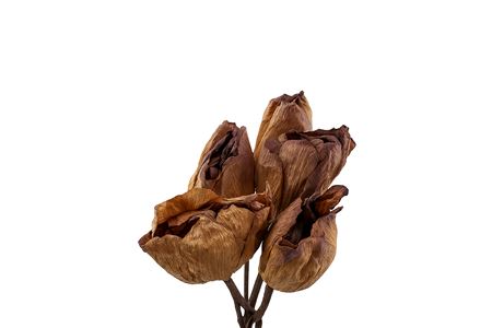 Lotus Flower on Stem (DRY) 60cm (x5)