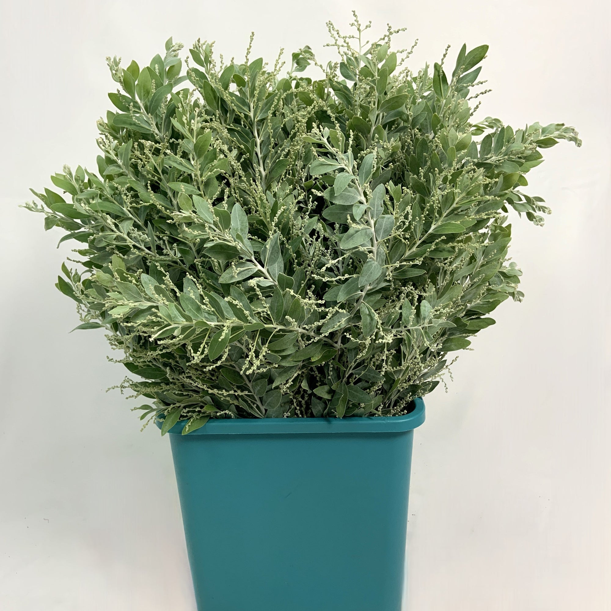 Mimosa 'Dennis Boden'  (Various Sizes)