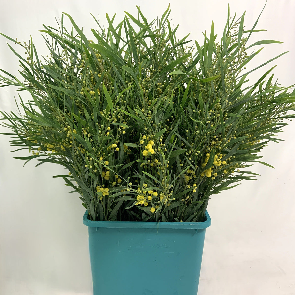 Mimosa &#39;Floribunda&#39; (Various Sizes)