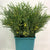 Mimosa 'Floribunda' (Various Sizes)
