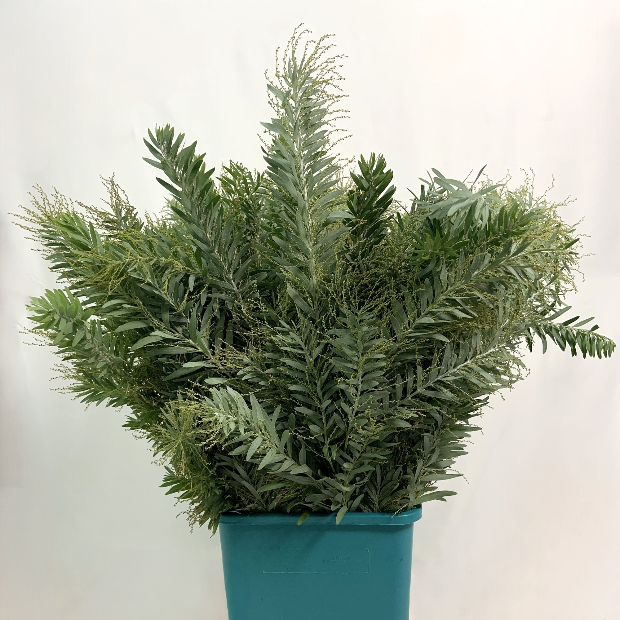 Mimosa 'Silver Moon' (Various sizes)