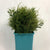 Mimosa 'Silver Queen' 55cm (x10)