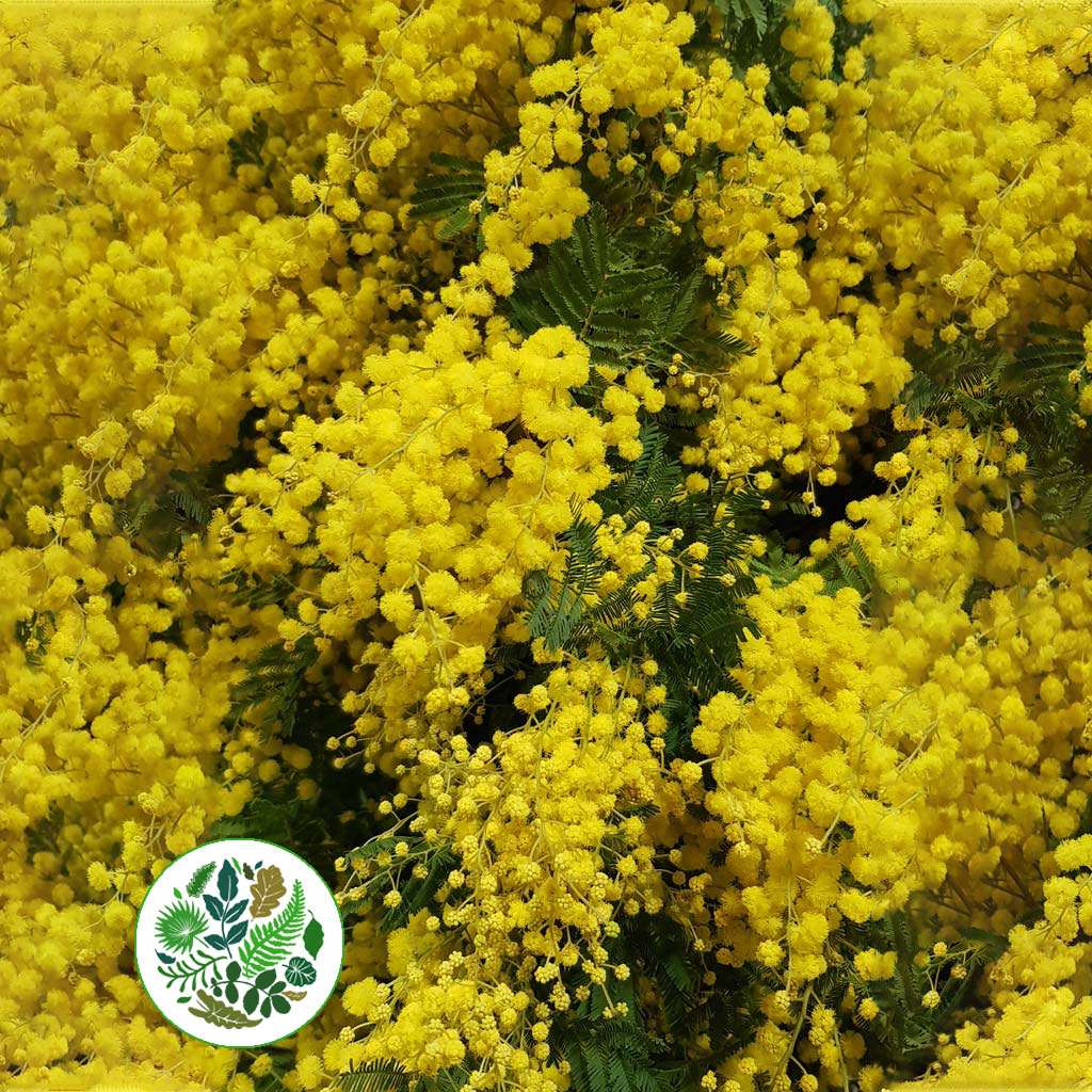 Mimosa &#39;Mirandole&#39; (Various Sizes)
