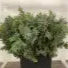 Mimosa &#39;Baileyana&#39; (Various Sizes)