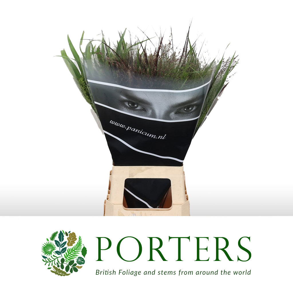 Grass &#39;Miscanthus&#39; (Siergras Cana) (Various Lengths)