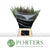 Grass 'Miscanthus' (Siergras Cana) (Various Lengths)