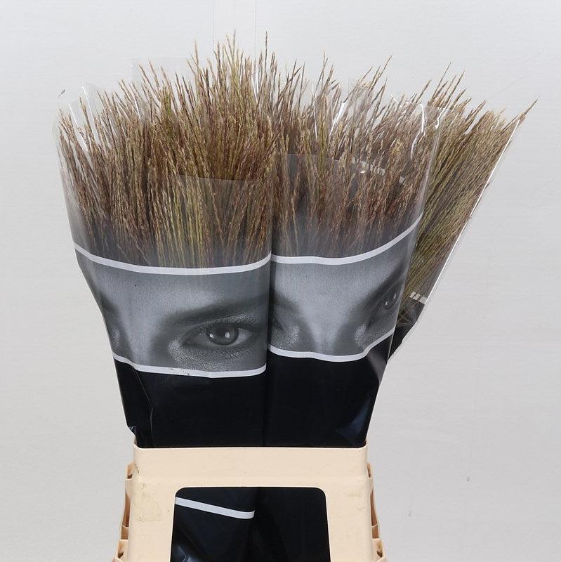 Grass &#39;Miscanthus&#39; (Zebrinus) 70cm (x50)