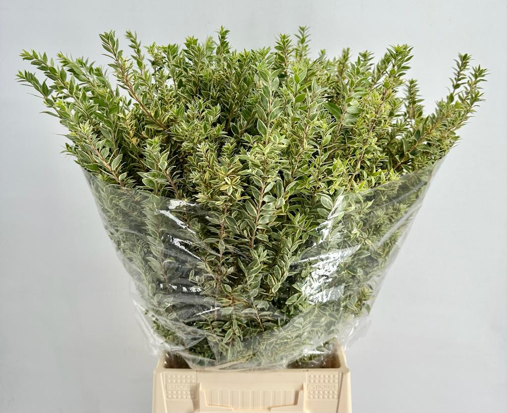 Myrtle &#39;Tarrantino&#39; (Variegated) (250g)