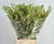 Myrtle 'Tarrantino' (Variegated) (250g)