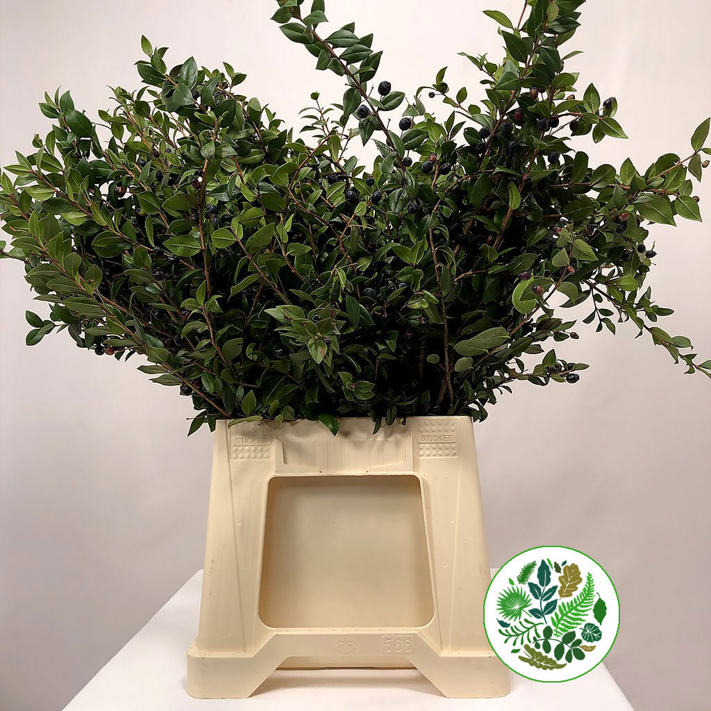 Myrtle &#39;With Berries&#39; (Various Sizes)