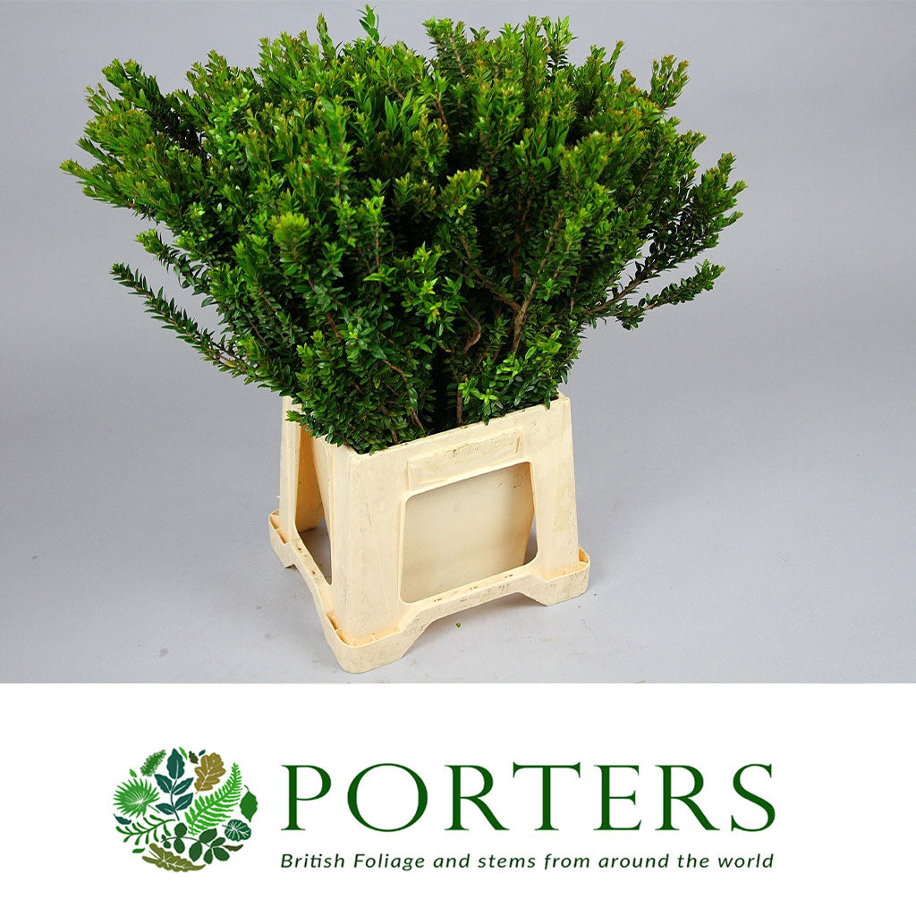 Myrtle 'Tarrantino' (Various Sizes)