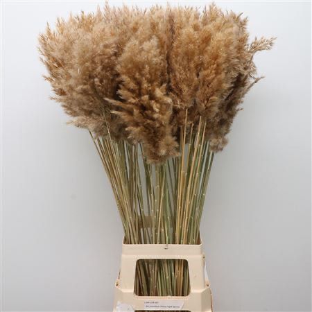 Grass &#39;Pampas&#39; (Cortaderia) (Natural) (DRY) (Various Lengths)
