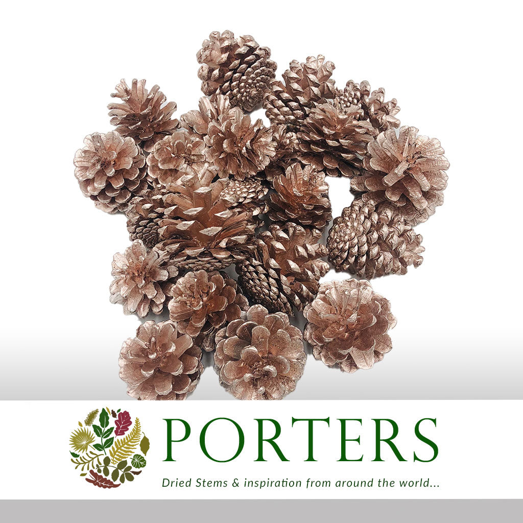 Cones &#39;Nigra&#39; (Painted) (DRY) (Various Colours)