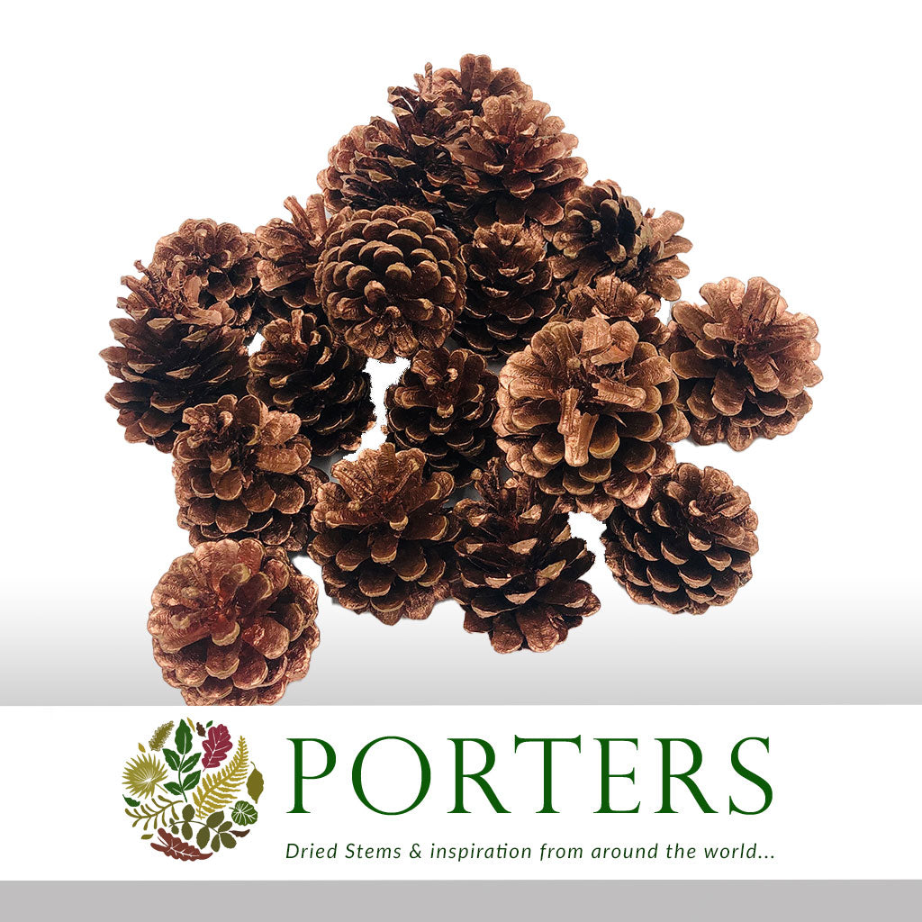 Cones 'Nigra' (Painted) (DRY) (Various Colours)