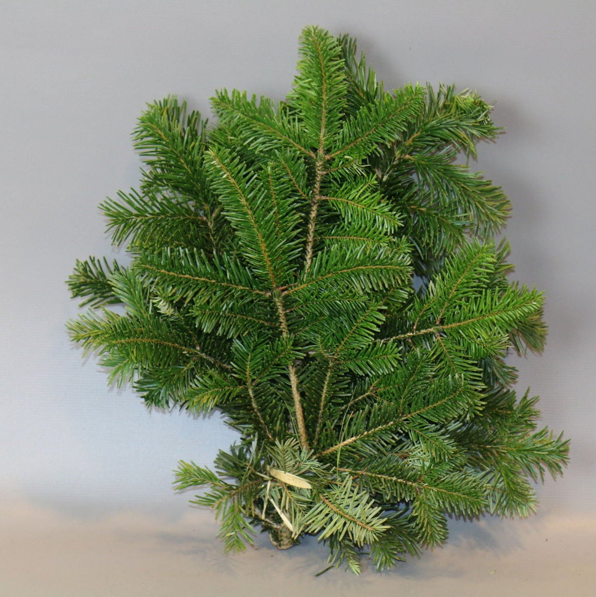 Pine &#39;Nordman&#39; &#39;Hand Bunch&#39;
