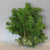 Pine 'Nordman' 'Hand Bunch'