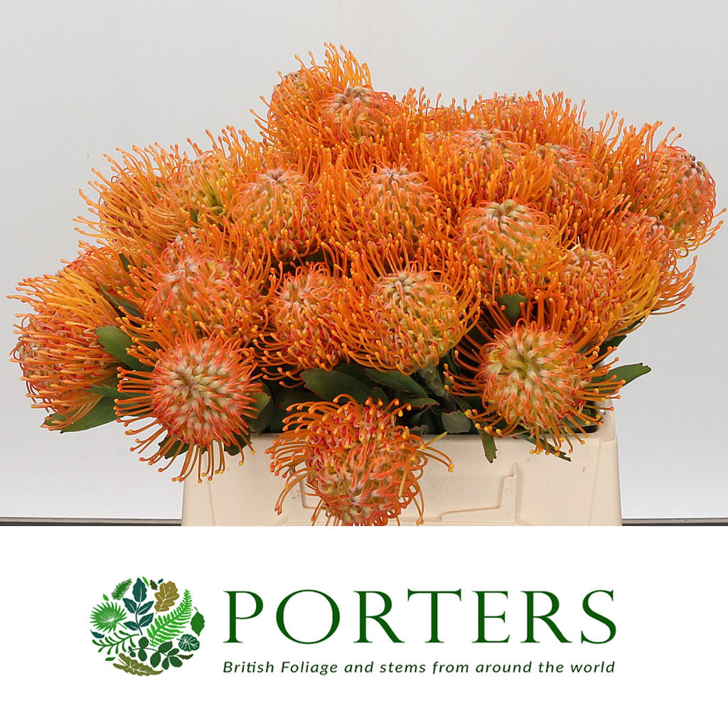 Pincushion Protea 'Soleil' (Various Lengths)