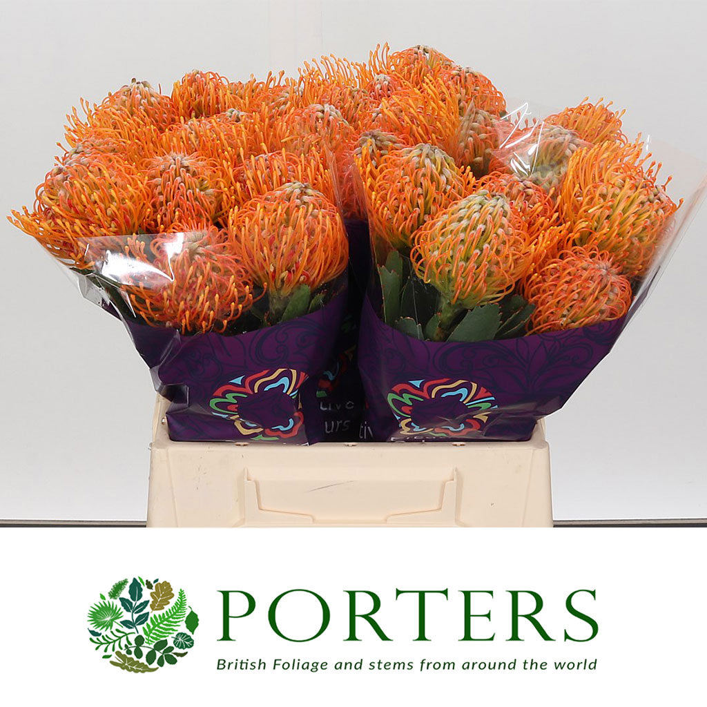 Pincushion Protea 'Soleil' (Various Lengths)