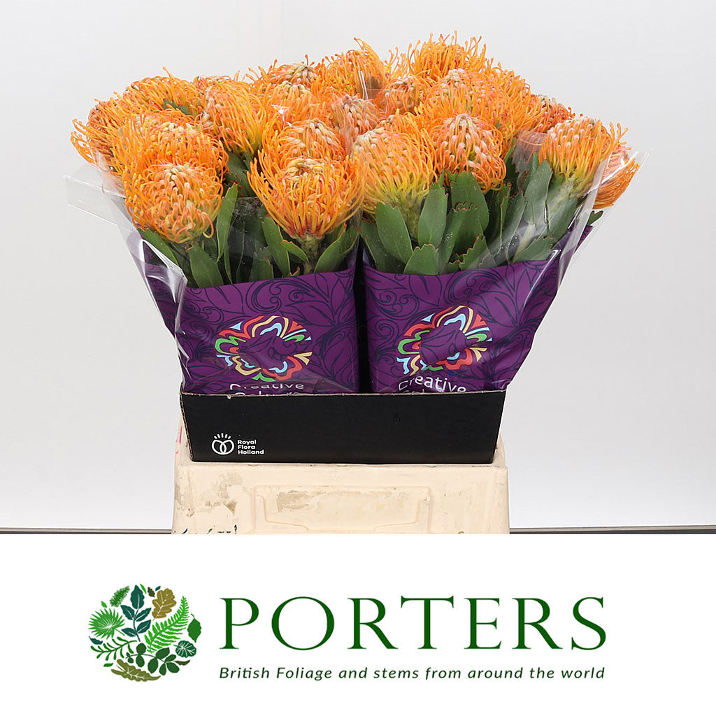 Pincushion Protea 'Soleil' (Various Lengths)