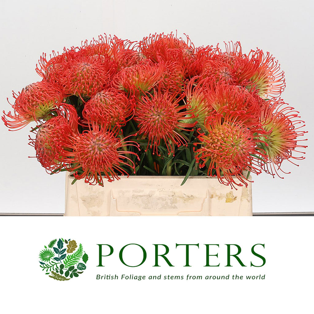 Pincushion Protea &#39;Succession&#39; (Various Lengths)