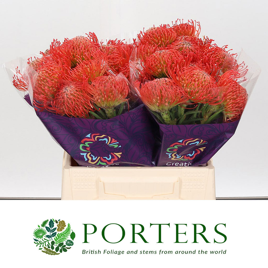 Pincushion Protea &#39;Succession&#39; (Various Lengths)