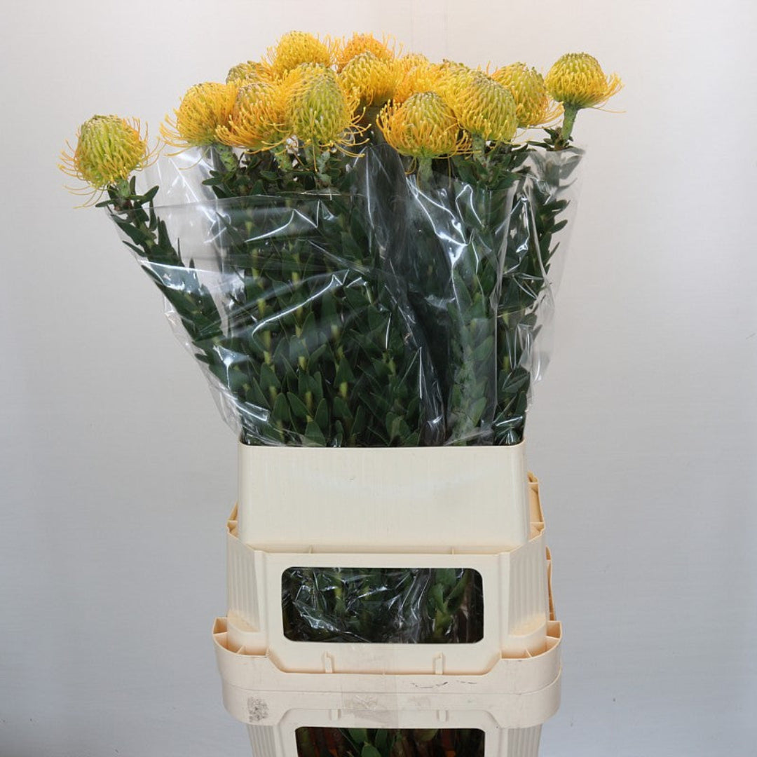 Pincushion Protea 'High Gold' (Various Lengths)