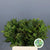 Oak 'Spanish Oak' (Cultivated) (Various Sizes)
