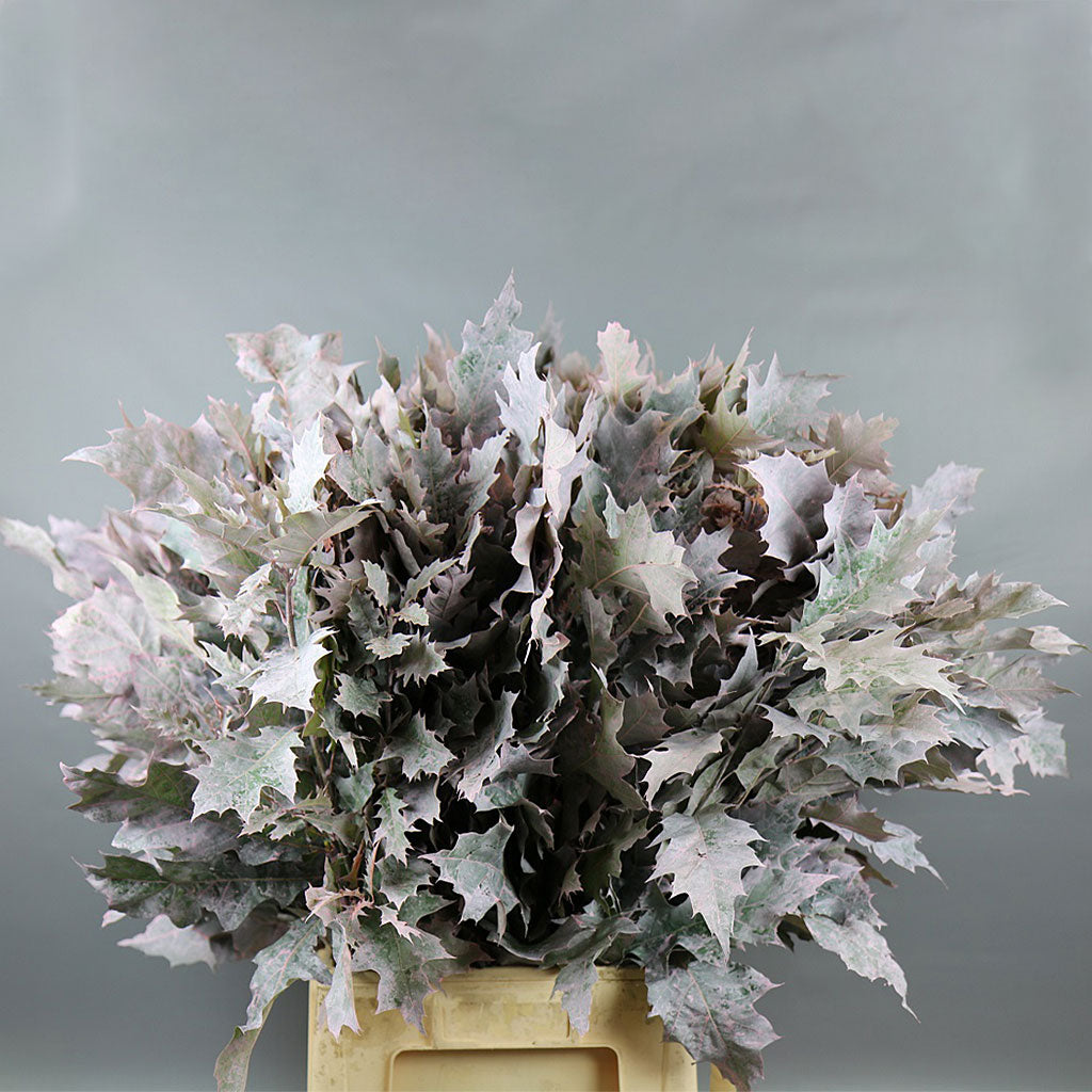 Oak &#39;Foliage&#39; (Painted) (Various Colours) (x20)