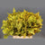 Oak 'Foliage' (Painted) (Various Colours) (x20)