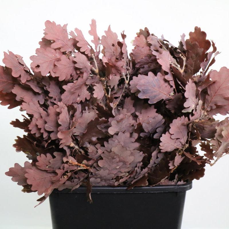 Oak 'Stabilised' (Various Colours) (DRY) 60cm